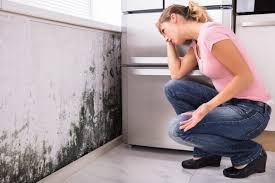 Best Mold Prevention Services in Marshfield, MO